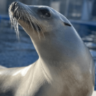 This sea lion can keep a beat better than some humans