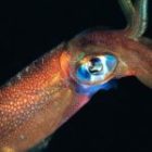 Humans have only seen 0.001 percent of the ocean floor
