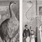 A Biologist Spotlights The Biggest Bird The World Has Ever Known. Hint: It Went Extinct During The Dark Ages