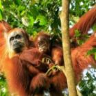 What the hidden rhythms of orangutan calls can tell us about language – new research